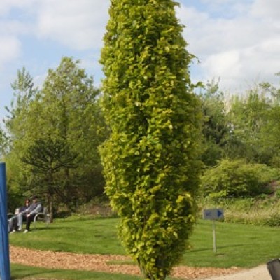 Fag  columnar galben 160-180cm, C10